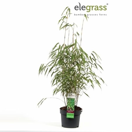 Fargesia scabrida 'Asian Wonder'