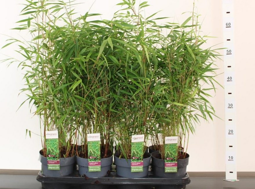 Fargesia scabrida 'Asian Wonder' - D and M Garden Centre
