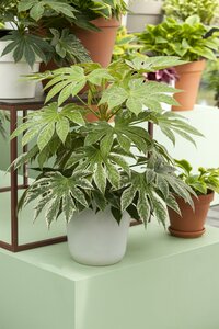 FATSIA japonica