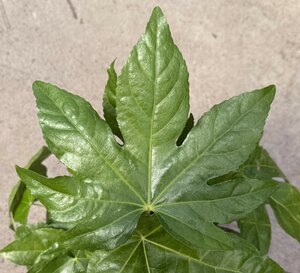 FATSIA japonica - image 1