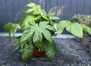 FATSIA JAPONICA