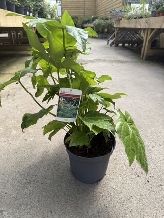 FATSIA japonica - image 2