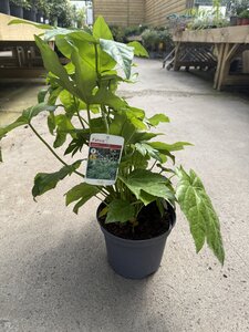 FATSIA japonica - image 2
