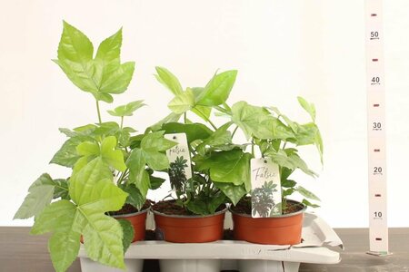 Fatsia japonica (outdoor)