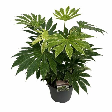 Fatsia japonica 'Spider's Web'