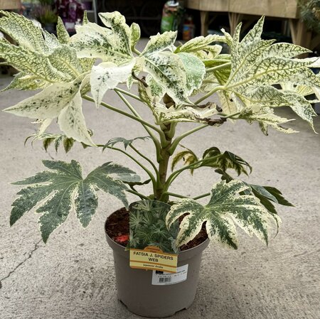 FATSIA JAPONICA SPIDERS WEB
