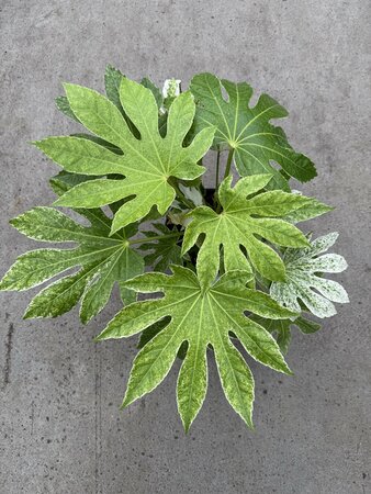 FATSIA japonica Spiders Web - image 1