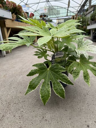 FATSIA japonica Spiders Web - image 2