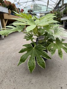 FATSIA japonica Spiders Web - image 2
