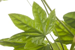 Fatsia polycarpa 'Greenfingers'®