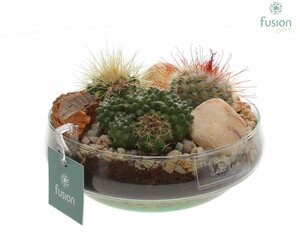 FC-22.0521 arr.cactus
