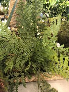 Fern Forest string - image 2