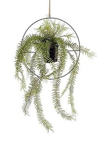 fern in metal hanging ring