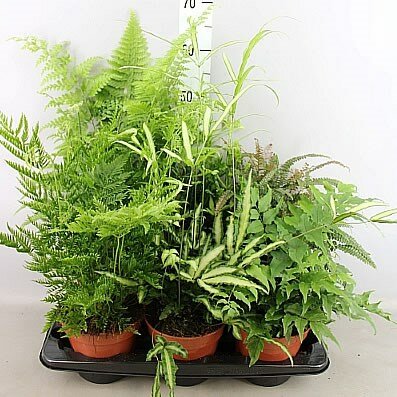 Fern Mixed