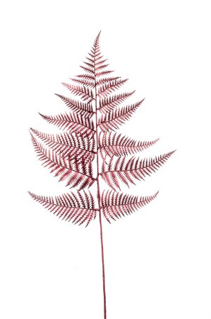 Fern spray metallic red