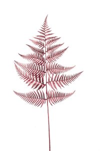 Fern spray metallic red