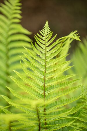 FERNS IN VARIETIES (NL) 6/Tray