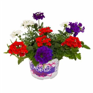 Festival Colours Verbena