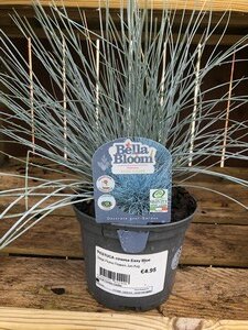 FESTUCA cinerea Easy Blue