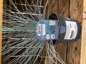 FESTUCA cinerea Easy Blue