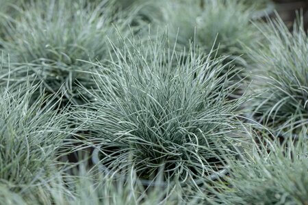 FESTUCA cinerea Eisvogel MiniRooter