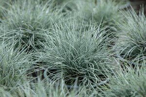 FESTUCA cinerea Eisvogel MiniRooter