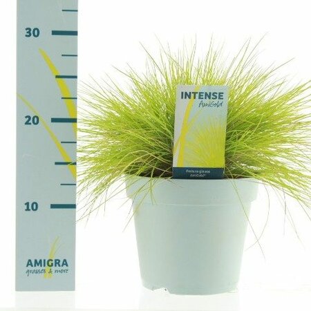 Festuca glauca 'AmiGold'