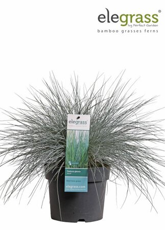 Festuca glauca 'Azura Blue'