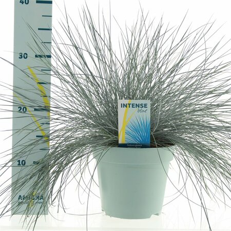 Festuca glauca 'Intense Blue'®