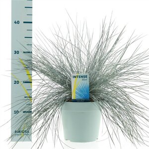 Festuca intense blue