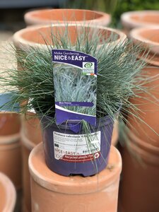 Festuca valesiaca 'Glaucantha'
