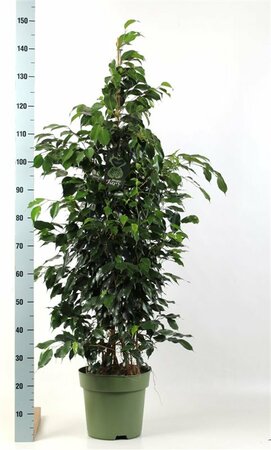 Ficus benjamina 'Danielle' P27
