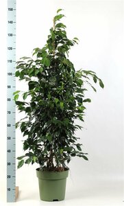 Ficus benjamina 'Danielle' P27