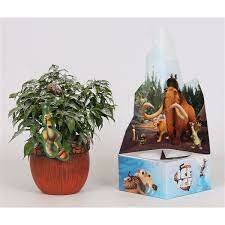 Ficus benjamina 'Ice Age'