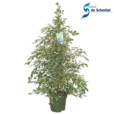 Ficus benjamina 'Profit' 140 CM