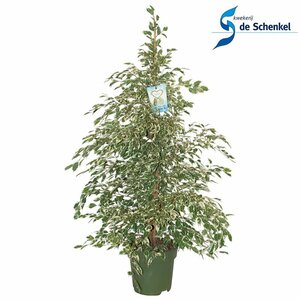 Ficus benjamina 'Profit' 140 CM
