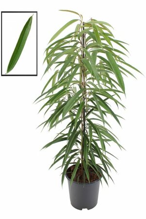 Ficus binnendijkii 'Alii'