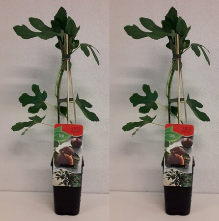 Ficus carica 'Brown Turkey'