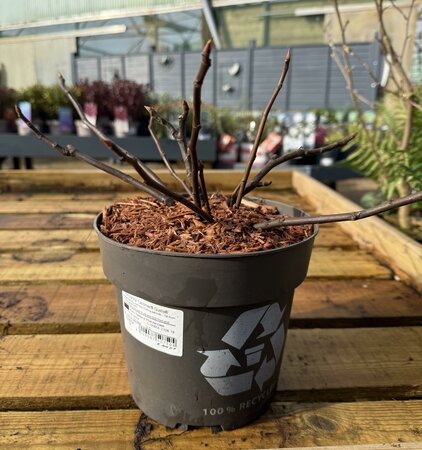 Ficus carica 'Twotimer® Gustis®'