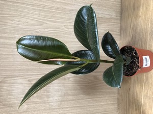 Ficus elastica mixed