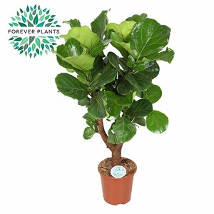 Ficus lyrata