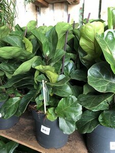 Ficus lyrata bambino