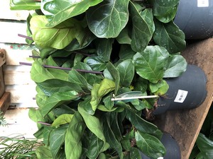 Ficus lyrata bambino