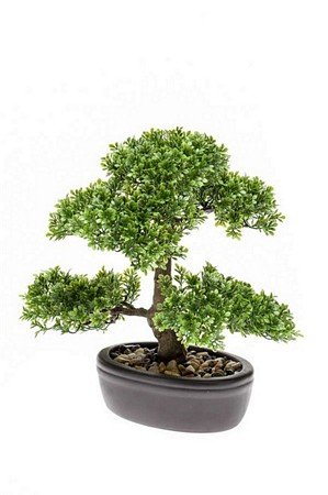 Ficus Mini Bonsai