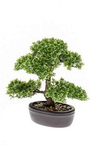 Ficus Mini Bonsai