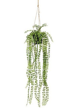 Ficus pumila hanging bush