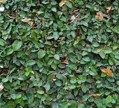 Ficus repens