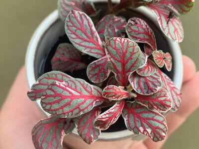 Fittonia grey sensation