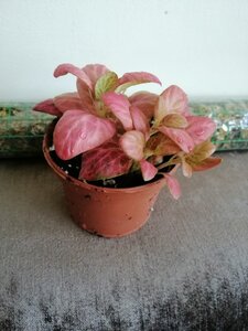 Fittonia pink special