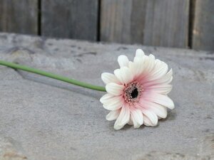 Fleur Gerbera